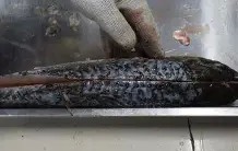 九游-关于鱼鳞大鱼大获全胜，期待向前方迈进的信息